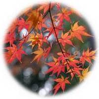 Acer - Arce - Maple Tree