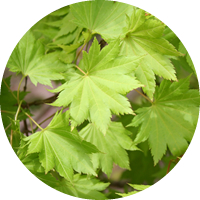 Acer Campestre - Arce