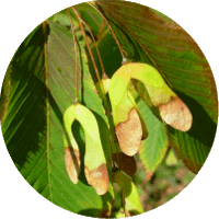 Acer Carpinifolium