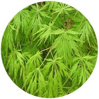Acer Palmatum