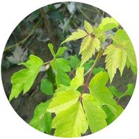 Arce - Acer Platanoides