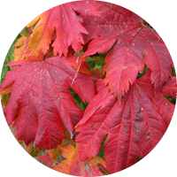Acer Rubrum