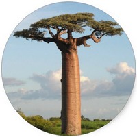 Baobab: Adansonia Digitata