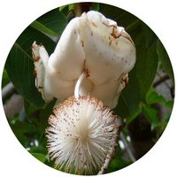 Baobab: Adansonia Digitata - Flor