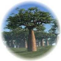 Baobab: Adansonia Digitata