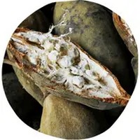 Baobab Fruit: Adansonia Digitata