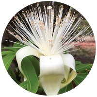 Adansonia Gregorii - Boab Tree