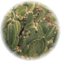 Boldo: Peumus Boldus