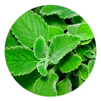 Boldo: Peumus Boldus