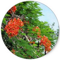Brachychiton Acerifolius - Arbol de Fuego