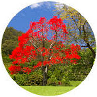 Brachychiton Acerifolius - Illawarra Flame tree