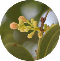Brachychiton Populneus - Arbol Botella - Kurrajong Bottle Tree