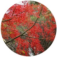 Illawarra Flame Tree - Brachychiton