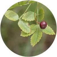 Bursera Delpechiana - Indian Lavender