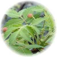 Palo Santo - Bursera Graveolens