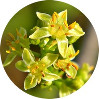 Bursera Simaruba - Gumbo-limbo