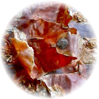 Bursera Simaruba - Palo Mulato