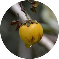 Byrsonima Crassifolia