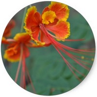Caesalpinia Sappan