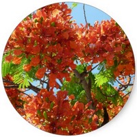 Caesalpinia Sappan