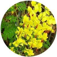 Caesalpinia Decapetala