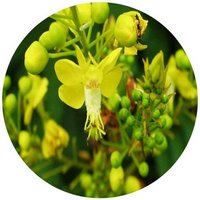 Caesalpinia Decapetala