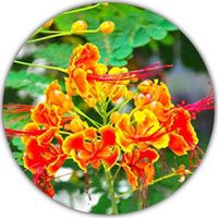 Caesalpinia Pulcherrima