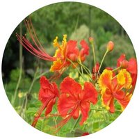 Caesalpinia Pulcherrima