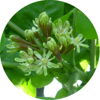 Cafetero de Kentucky: Gymnocladus Dioicus