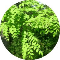 Cafetero de Kentucky: Gymnocladus Dioicus