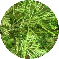 Calocedrus Decurrens