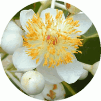Calophyllum
