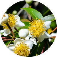 Calophyllum