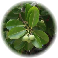 Calophyllum