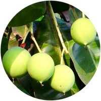 Calophyllum