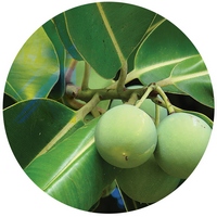Calophyllum Inophyllum - Tamanu Oil