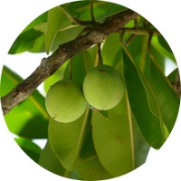Calophyllum Inophyllum - Tamanu Oil