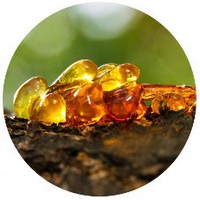 Canarium Luzonicum - Manila Elemi