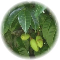 Pili Nut - Canarium Ovatum