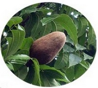 Swietenia Macrophylla