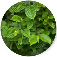 Carpe: Carpinus Betulus