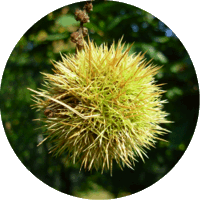 Chestnut tree - Castanea