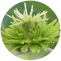 Chestnut tree - Castanea