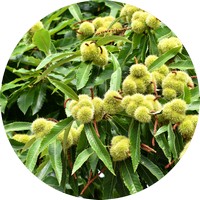 Chestnut tree - Castanea