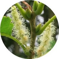 Chestnut tree - Castanea