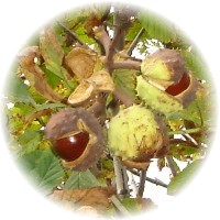Aesculus Hippocastanum