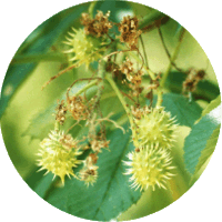 Aesculus Hippocastanum