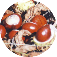 Aesculus Hippocastanum
