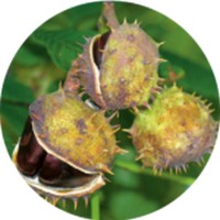 Aesculus Hippocastanum