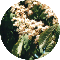 Aesculus Hippocastanum